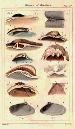The Elements of Conchology or Natural History of Shells According to the Linnean System. With Observations on Modern Arrangements.