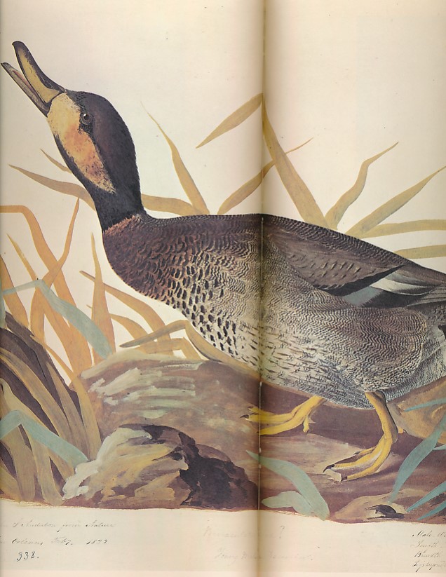 The Original Watercolour Paintings by John James Audubon for the Birds of America. 2 volume set.