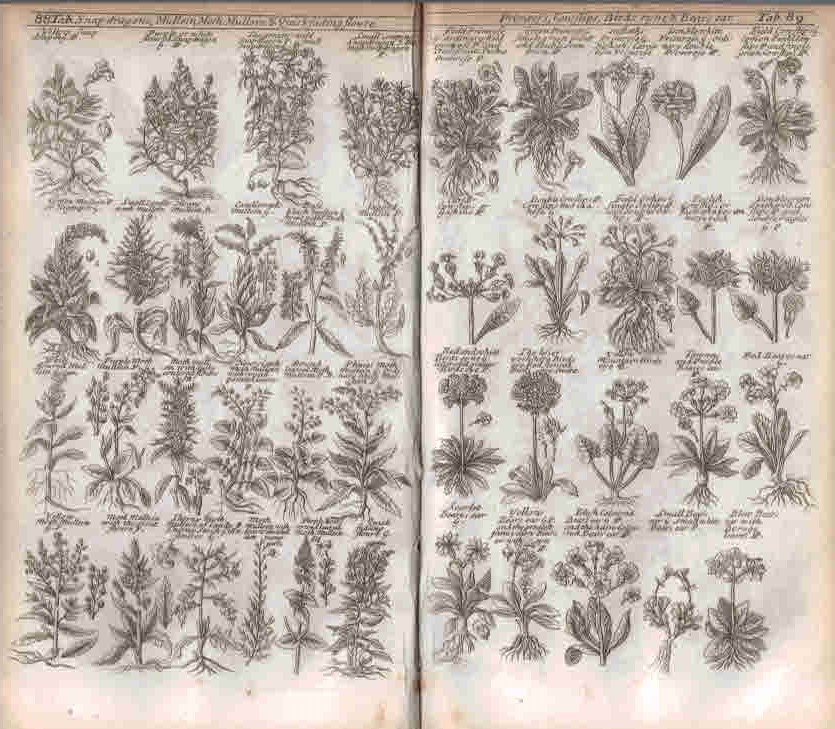A Complete Herbal, by the Late James Newton, M.D. Containing the Prints and the English Names of Several Thousand Trees, Plants, Shrubs, Flowers, Exotics, &c. . Curiously Engraved on 176 Copper-Plates.