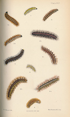 The Larvae of the British Butterflies and Moths. Vol. III. [The Concluding Portion of the Bombyces.]