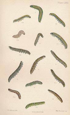 The Larvae of the British Butterflies and Moths. Vol. V. [The Second Portion of the Noctuae.]