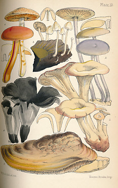 Outlines of British Fungology; Containing Characters of Above a Thousand Species of Fungi, and A Complete List of All That Have Been Described as Natives of the British Isles.