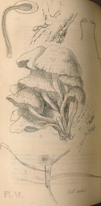 The Flora of Berwick - Upon - Tweed. 2 Volumes bound as one. Volume 1. Phaenogamous Plants. Volume 2. Cryptogamous Plants.