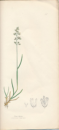 The Grasses of Great Britain, Illustrated by John Sowerby. Described, with Observations on their Natural History and Uses. Parts XIV & XIV.