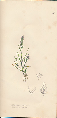 The Grasses of Great Britain, Illustrated by John Sowerby. Described, with Observations on their Natural History and Uses. Parts XVI & XVII.