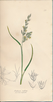 The Grasses of Great Britain, Illustrated by John Sowerby. Described, with Observations on their Natural History and Uses. Parts XVIII & XIX.