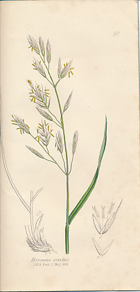 The Grasses of Great Britain, Illustrated by John Sowerby. Described, with Observations on their Natural History and Uses. Parts XX and XXI.