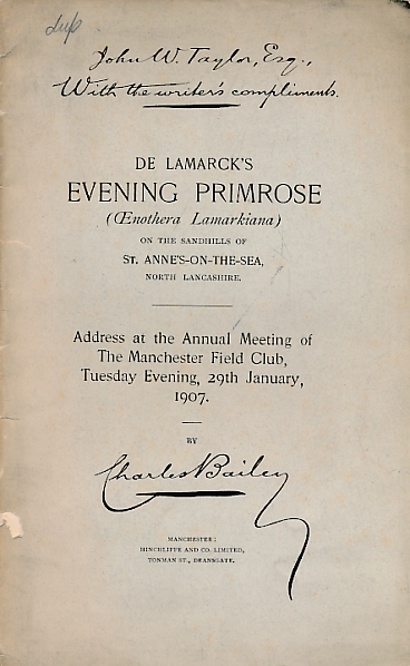 De Lamark's Evening Primrose (Oenothera Lamarkiana) on the Sandhills of St Anne's-on-the-Sea, North Lancashire.