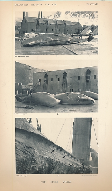 Discovery Reports Volume XVII, pp. 93-168, Plates III-XI: The Sperm Whale, Physeter Catadon.