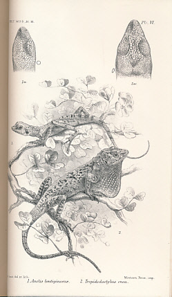 Catalogue of the Lizards in the British Museum (Natural History). Volume II