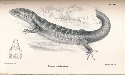 Catalogue of the Lizards in the British Museum (Natural History). Volume III