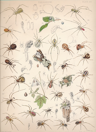 A History of the Spiders of Great Britain and Ireland. Part II.