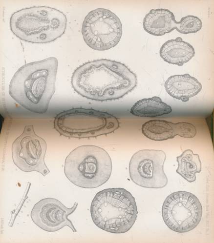 The Journal of the Linnean Society. [Botany] Volume XXX1. November 1895 - April 1897.