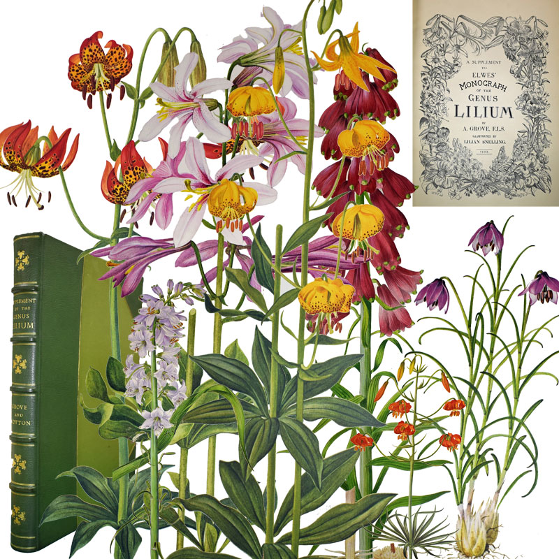 A Supplement to Elwes' Monograph of the Genus Lilium. Two volumes bound in one.