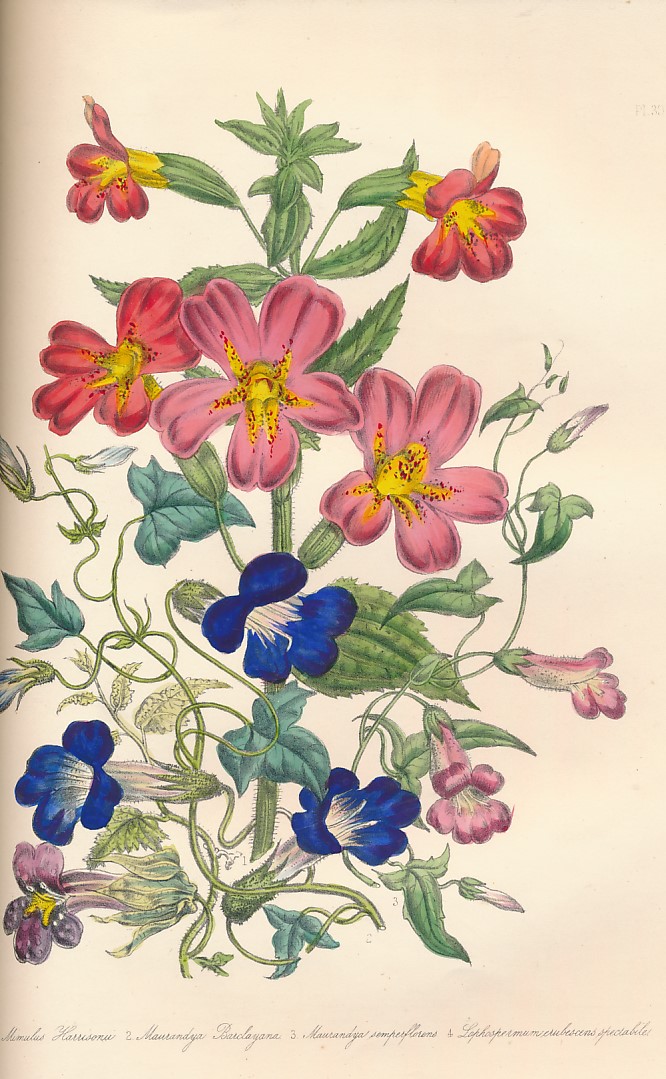 The Ladies Flower-Garden of Ornamental Annuals