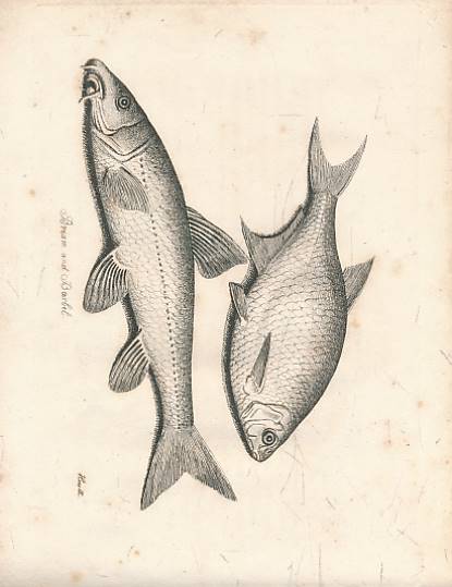 The Angler's Manual; or, Concise Lessons of Experience, which the Proficient in the Delightful Recreation of Angling will not Despise and the Learner will find the Advantage of Practising.