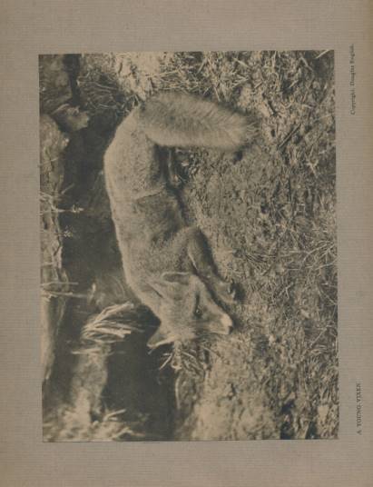 Wild Life. An Illustrated Monthly. Volume I. Nos 1-3. January - March 1913.