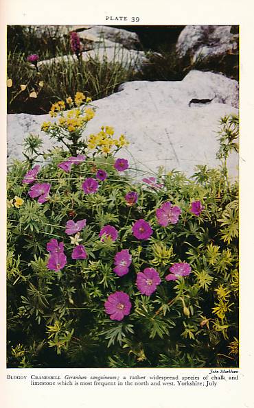Wild Flowers of Chalk & Limestone. New Naturalist No. 16. 1950.