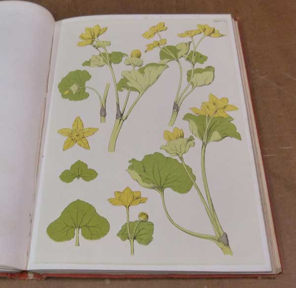 A Series of Sketches from Nature of Plant Form