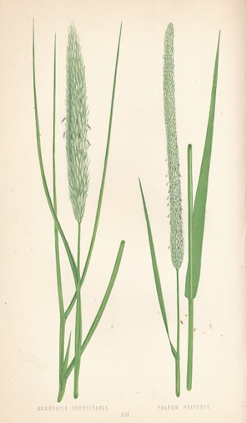 British Grasses