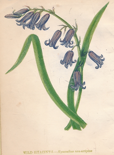 Wild Flowers. 2 volume set. 1852 & 1853.