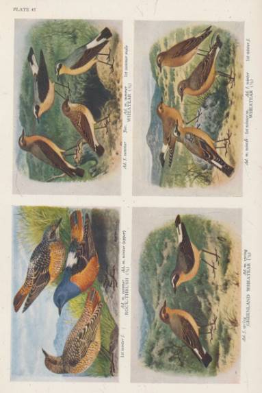 The Handbook of British Birds. 5 volume set. 1938.