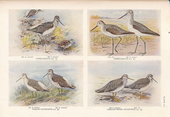 The Handbook of British Birds. Volume IV. Cormorants to Crane.