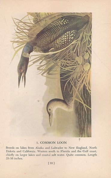 Audubon's Birds of America. Popular edition.