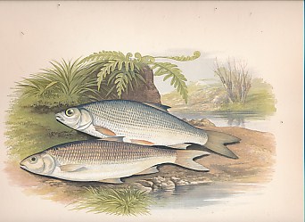 British Fresh-Water Fishes. 2 volumes bound as 1. Mackenzie Edition.