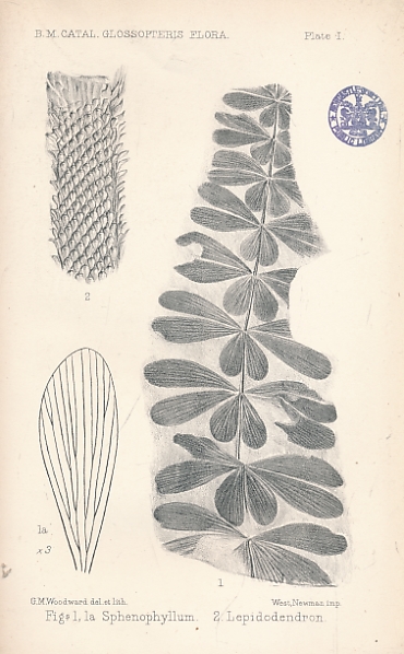 Catalogue of the Fossil Plants of the Glossopteris Flora in the British Museum