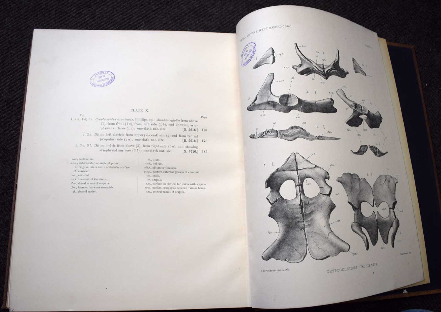 A Descriptive Catalogue of Marine Reptiles of the Oxford Clay (in 2 volumes).