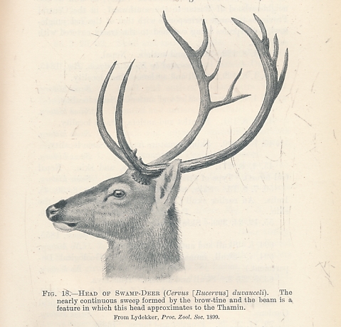 Catalogue of the Ungulate Mammals in the British Museum [Natural History]. 5 volume set.