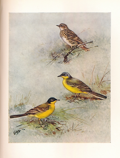The Birds of the British Isles. 12 volume set.