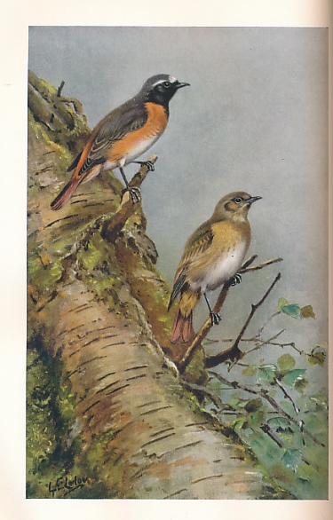 The Birds of the British Isles. Volume 3. Sylviidae; Turdidae; Prunellidae; Troglodytidae; Cinclidae; Hirundinidae.