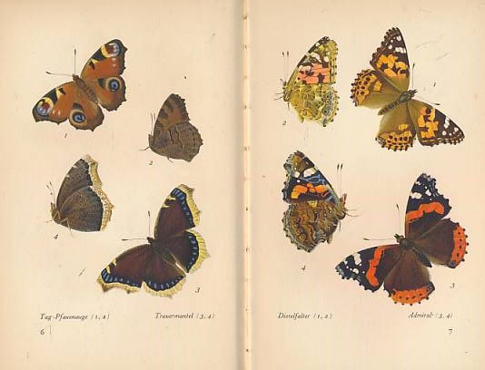 Das Kleine Schmetterlingsbuch. [The Little Butterfly Book] Insel Bcherei Nr. 213.