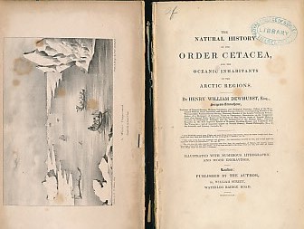 The Natural History of the Order Cetacea, and the Oceanic Inhabitants of the Arctic Regions