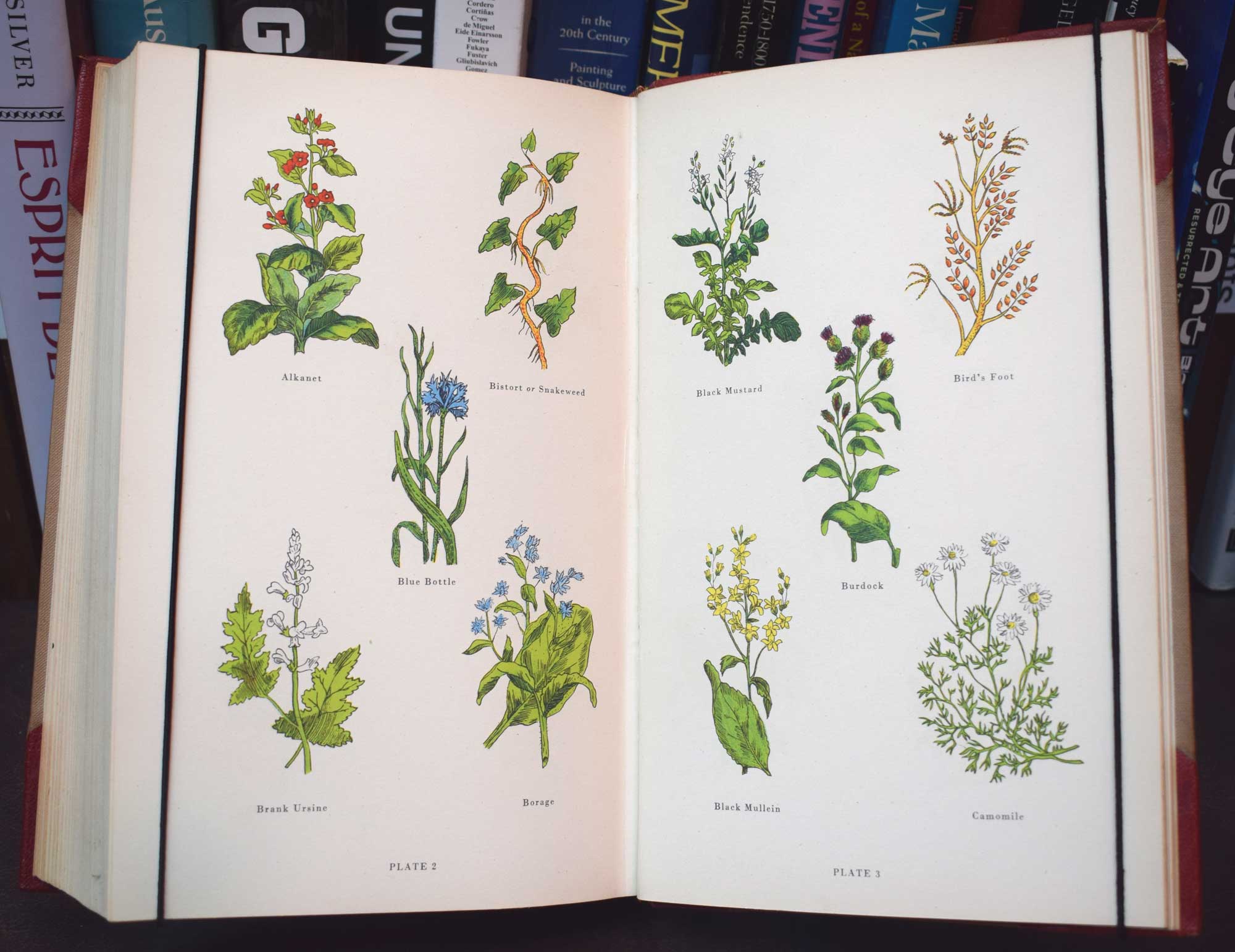 The Complete Herbal to Which is Now Added Upwards of One Hundred Additional Herbs. Kynoch edition. 1953.