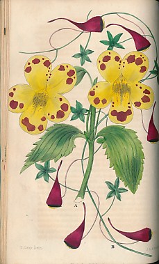 The Floricultural Cabinet and Florist's Magazine, Volume IV. January - December, 1836.