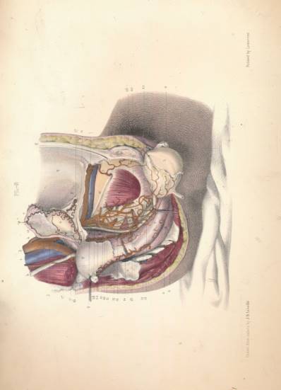 The Surgery, Surgical Pathology, and Surgical Anatomy of the Female Pelvic Organs, in a Series of Coloured Plates taken from Nature. With Commentaries, Notes, and Cases.