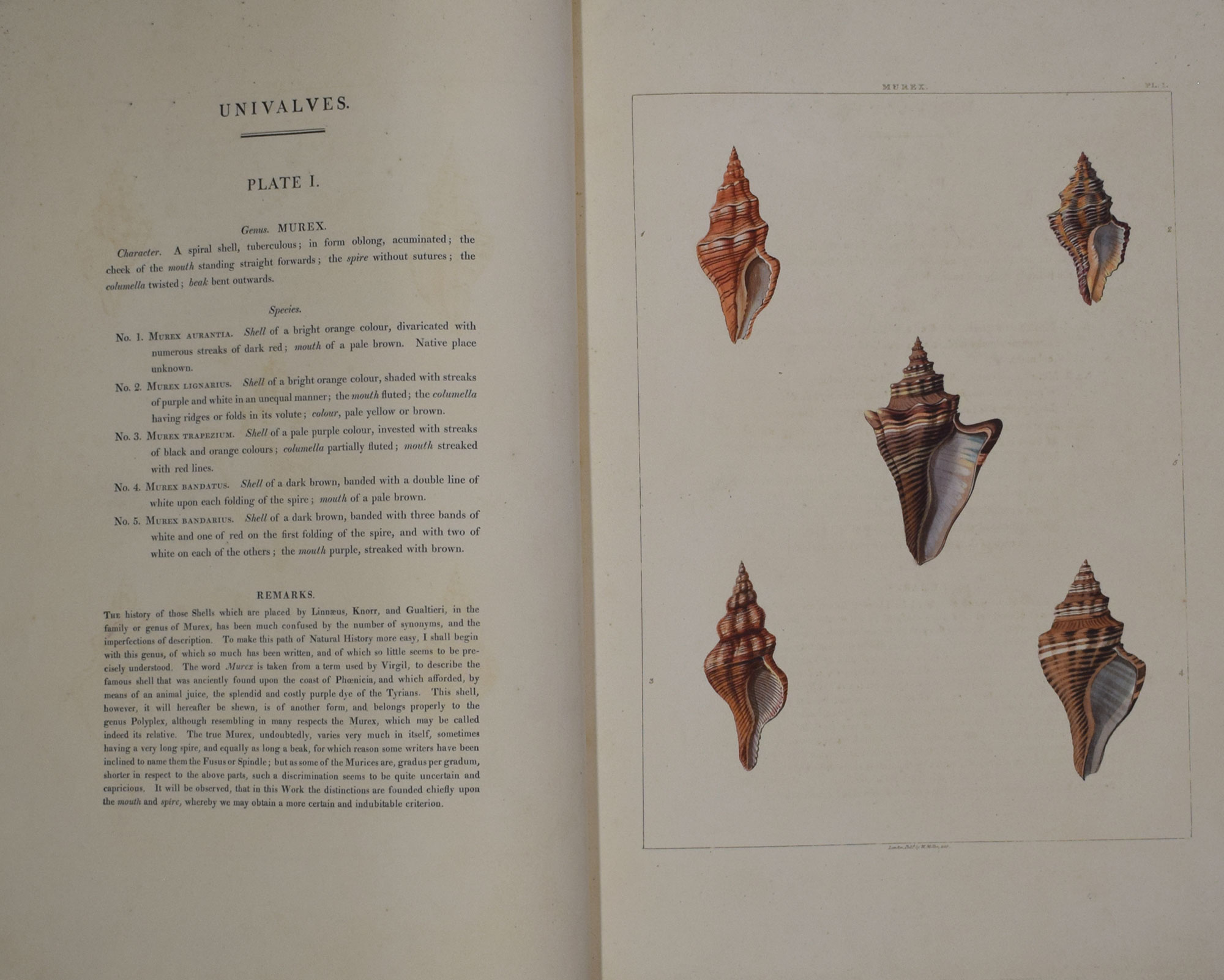 Conchology, or the Natural History of Shells: Containing a New Arrangement of the Genera and Species, Illustrated by Coloured Engravings Executed from the Natural Specimens, Including the Latest Discoveries.
