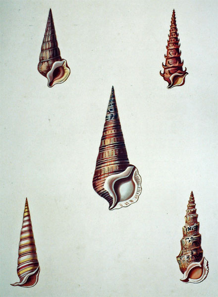 Conchology, or the Natural History of Shells: Containg a New Arrangement of the Genera Species, Illustrated by Coloured Engravings Executed from the Natural Specimens, Including the Latest Discoveries.