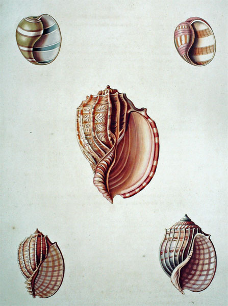 Conchology, or the Natural History of Shells: Containg a New Arrangement of the Genera Species, Illustrated by Coloured Engravings Executed from the Natural Specimens, Including the Latest Discoveries.