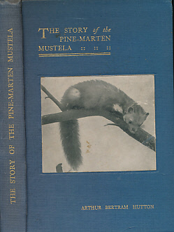 The Story of the Pine-Marten Mustela
