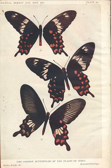 The Common Butterflies of the Plains of India. Parts IX - XVI.
