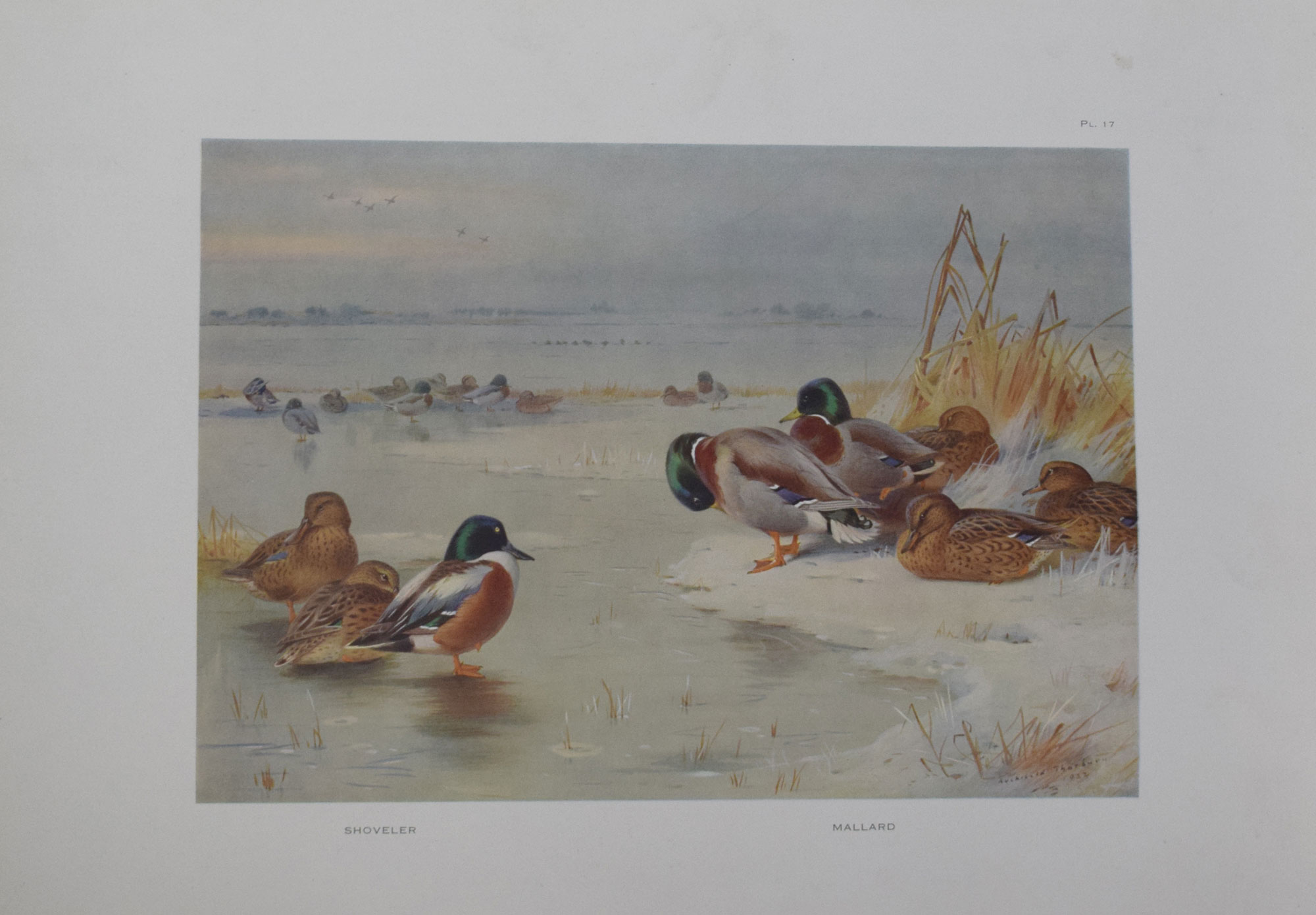 Game Birds and Wild-fowl of Great Britain and Ireland
