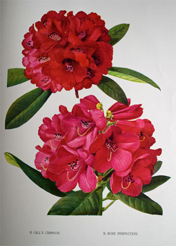 Rhododendrons and the Various Hybrids. Second Series.