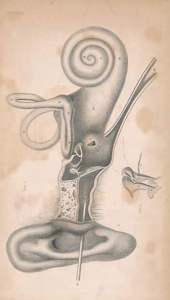 Treatise on the Ear; Including its Anatomy, Physiology, and Pathology; For Which the Author Obtained a Gold Medal in the University of Edinburgh.