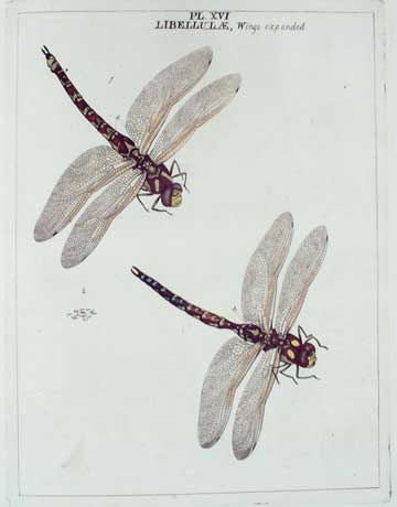 An Exposition of English Insects Including the Several Classes of Neuroptera, Hymenoptera, & Diptera, or Bees, Flies & Libellulae ... Minutely Described, Arranged, & Named According to the Linnean System with Remarks.
