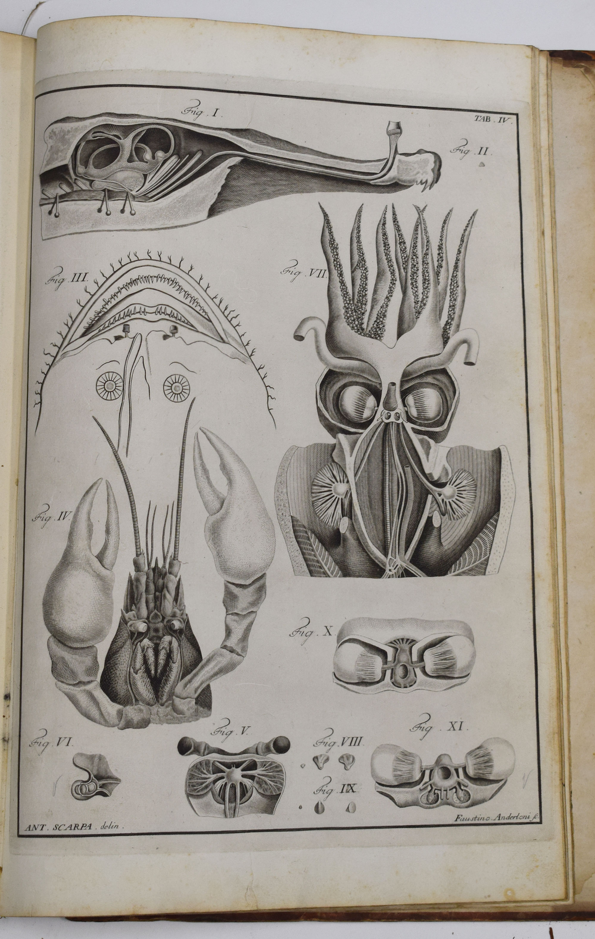Anatomicae Disquisitiones de Auditu et Olfactu