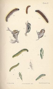 The Larvae of the British Butterflies and Moths. Vol. I. [The Butterflies]